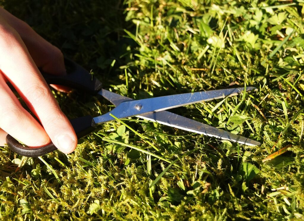 lawn, to cut, mow, grass, green, nature, meticulous, english lawn, fun, scissors, handwork, grassy area, funny, meticulously, right mow, lawn cutting, mowing schedule, the house and garden, home